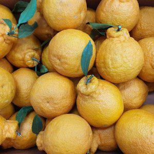 한라봉 가정용 3kg 중대과