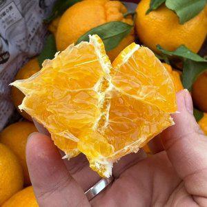 한라봉 선물용 2kg 중대과