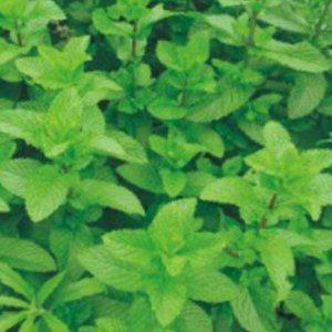 박하 씨앗 재래종 50립 채종 박하재배용 종자 허브 가드닝용
