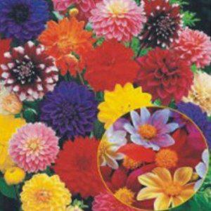 다알리아 꽃씨앗 100립 야생화 겹꽃 홑꽃 씨앗