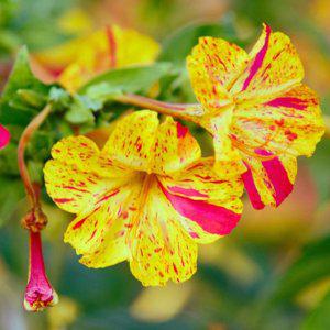 야생화 정원씨앗 화초 성장종자 정원 꽃종자 분꽃 씨앗