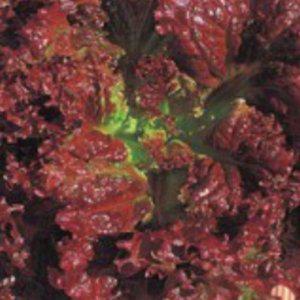 꽃상추 재배 씨앗 쌈채소 육성 상추 품종