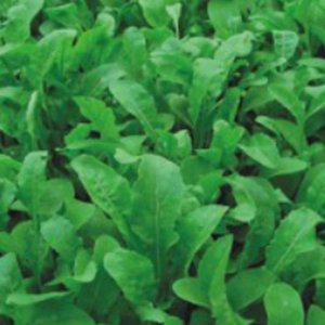 루꼴라 미용 채소 씨앗 로켓샐러드 종자 가정용 샐러드 야채