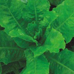 상추 채소 씨앗 쌈채소 종자 야채 식물 원예용