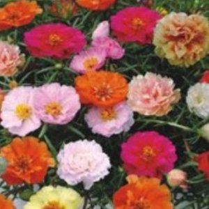 야생화 혼합종자 겹채송화씨앗 꽃씨 자생식물 씨앗 모음