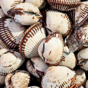 당일채취! 남해안 새꼬막 1kg