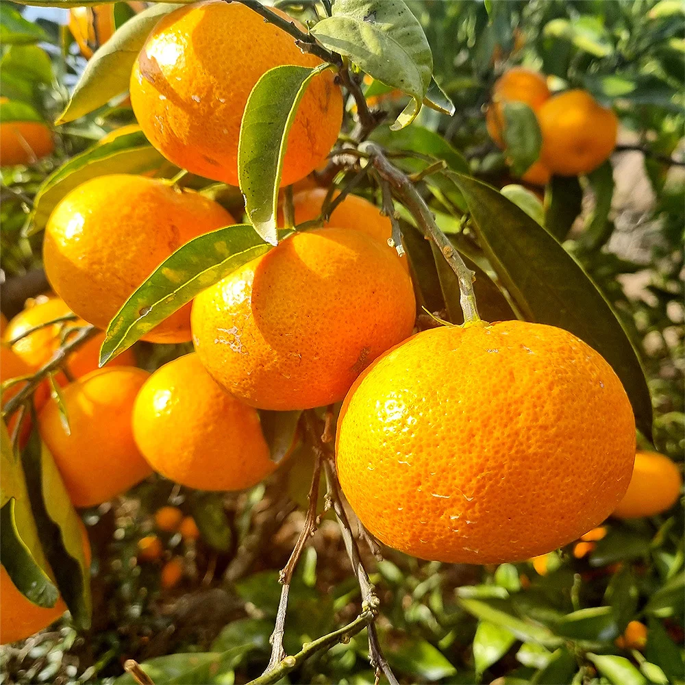 제주 노지감귤 10kg 랜덤과 중량별 골라담