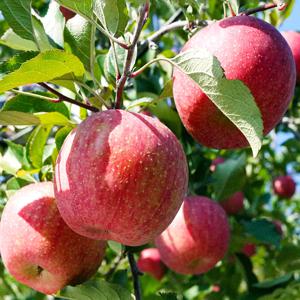 [사계별미] 국내산 달콤한 꿀 사과 시나노골드 햇 사과 부사