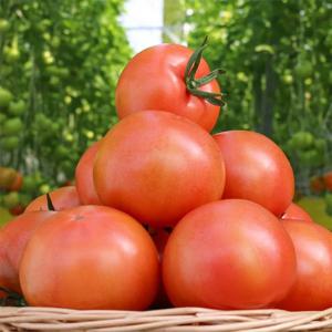 완숙 찰토마토 특품 3kg