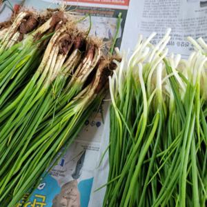 [푸디앤] 해풍맞고 자란 남해 봄 쪽파 깐쪽파 흙쪽파/ 겨울내 얼었다 녹았다를 반복하며 매운맛보다 단맛이 더 난다는게 특징