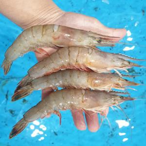 [푸디앤] 태안 자연산 급냉 대하 왕새우 1kg