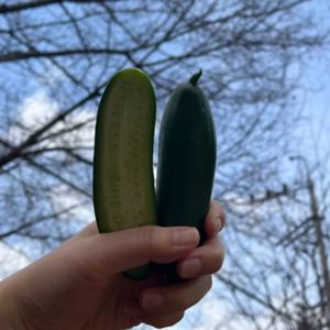 [푸디앤] 국내산 미니오이 스낵오이 500g-2kg / 아삭한 식감, 가시 없슴