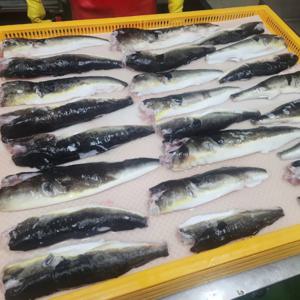 [푸디앤][손질/냉동] 강릉 복어탕 500g/ 담백하거나 칼칼하게, 취향 따라 즐기는 복요리!