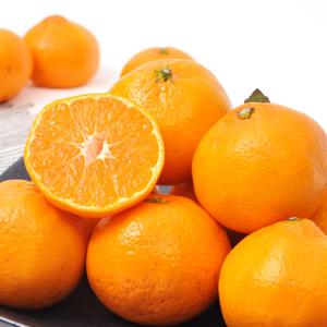 타이벡 제주감귤 혼합과 10kg