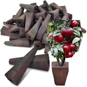 향수 레몬 재배 브래킷 블러드 오렌지 무토양 식물 재배 스폰지 자연 과일 묘목 스탠드 높은 생존률