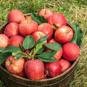 경북 사과 부사 가정용 2kg/과수 골라담기