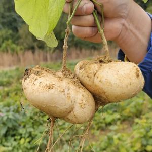 멕시코감자 국내산 히카마 얌빈