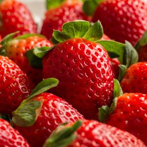 산지직송! 제철 생딸기 설향딸기 겨울딸기 700g, 750g [특사이즈]