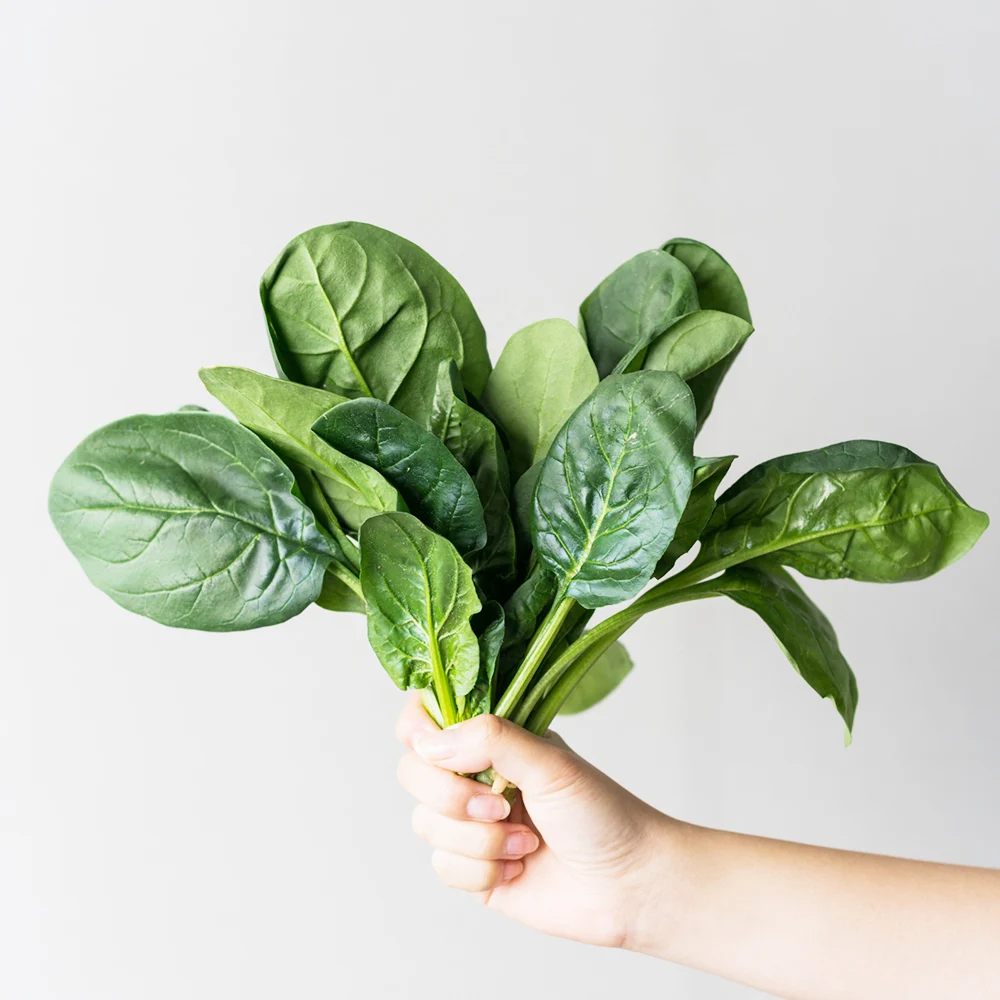 [한정특가 100박스] 국내산 달큰한 노지 시금치