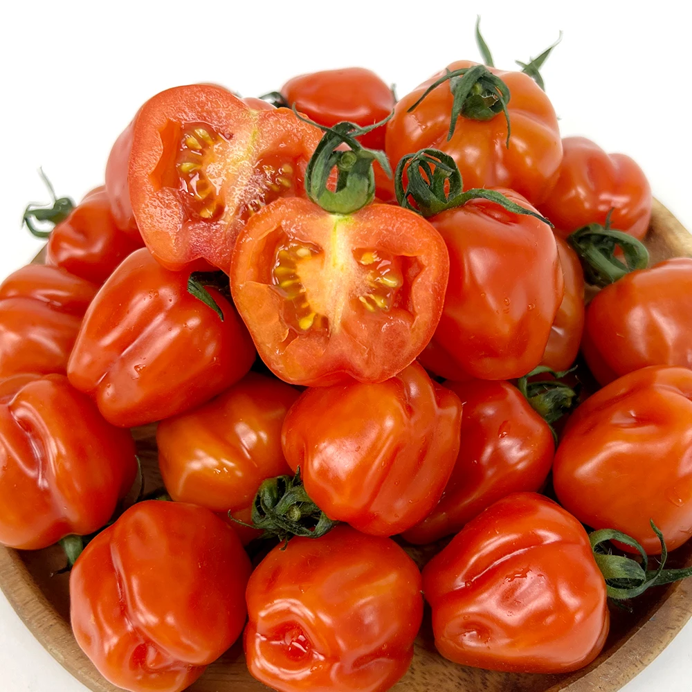 국산 신품종 방울토마토 루비벨 토마토 미백 기능성