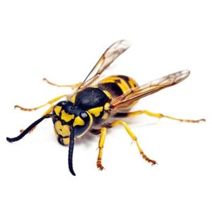 3d 인공 곤충 오토바이 스티커 전면 카울 연료 탱크 사이드 페어링 장식 비닐 데칼 동물 모터 액세서리