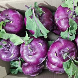 [푸디앤] 제주 스위트 콜라비  5kg