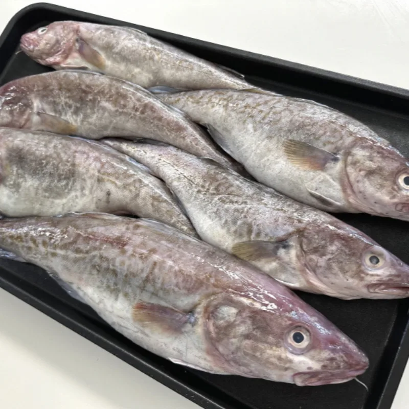 [푸디앤] 국내산 생물 대구 3kg(2-6미) / 구이, 매운탕, 찜 등 어떻게 먹어도 맛있는 생물 대구!!