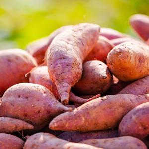 국내산 [비세척] 호박고구마 2kg 부터 중 / 특상 / 대 포슬포슬 자연 그대로 달콤함