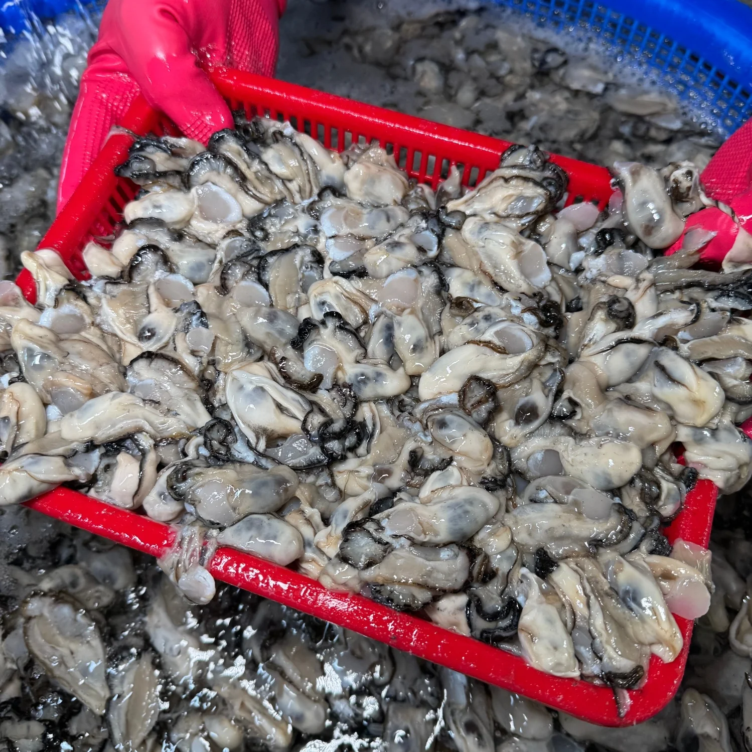 싱싱한 제철 통영 생굴 1kg