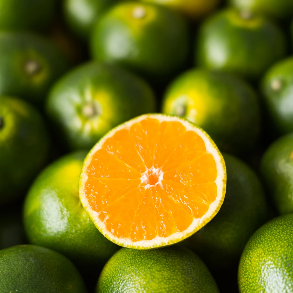 새콤달콤 서귀포 프리미엄 감귤