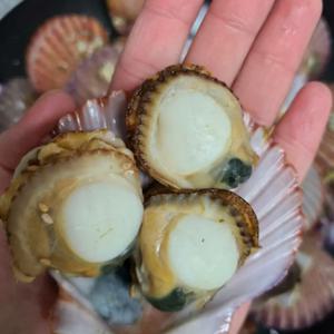 [푸디앤]햇 대왕 홍가리비 2kg /1kg당 17미내외