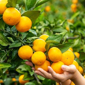 제주 감귤 4.5kg / 9kg 새콤달콤 신선 제철과일 제주만감류 제주산지직송