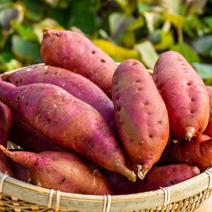 국내산 [세척] 호박고구마 2kg 부터 중 / 특상 / 대 포슬포슬 깨끗이 세척한 달콤한 고구마