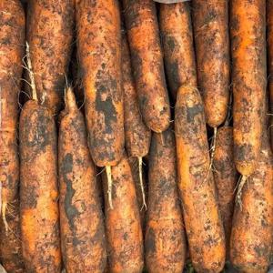 [제주땡큐베리팜] 제주 구좌 당근 흙당근 [특] 5kg 10kg 제주도 당근 주스용 조림용 아삭아삭  이유식