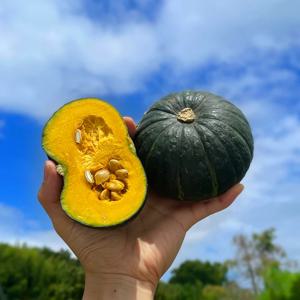 국산 미니 밤호박 단호박 보우짱 밤 햇 못난이