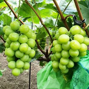 [초특가] 고당도 샤인머스켓 망고포도 명절 선물세트 2kg,4kg