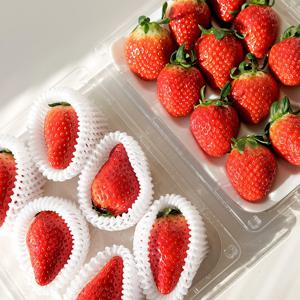 킹스베리 실속형 350g , 설향 딸기 외 상품 선택