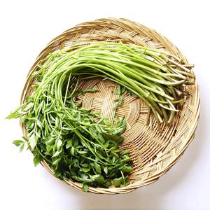 [노안농협] 세척 논미나리 1kg/1.5kg (1팩당 200g)