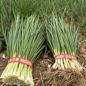 국내산 산지직송 고창 흙쪽파/깐쪽파 1kg