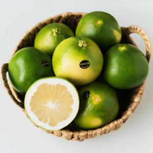 자몽과 오렌지가 만난 달콤한 청자몽 메로골드