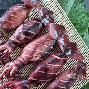 [푸디앤] 급냉  총알오징어 1kg (8~14미)