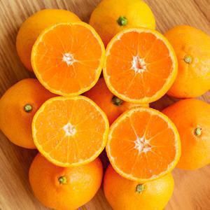 (신선집중) 귤 감귤 저농약 타이벡 11Brix이상 당도선별 조생감귤 4.5kg(2S-M) 당일수확