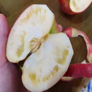 청송꿀사과 가정용 못난이 9kg(크기혼합과)햇 부사