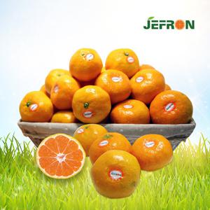 (신선집중) 감귤 자연이 키운 저농약 조생귤(2s-m) 4.5kg 모양이 예쁘지 않지만 맛은 좋아요
