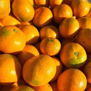 자연의정 제주 귤 농장직송 고당도 감귤 대과(2L) 10kg