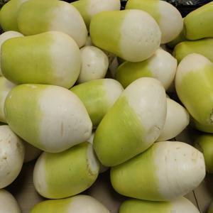 (우주초특가) 제주산 월동무 10kg 가정용 (지마켓 단독) 오늘 하루 특가