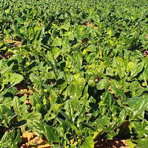 (신선집중) 남해 시금치 노지 보물초 시금치 2kg / 2건 구매 시 2천원 할인