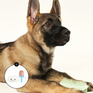 [펫티저] 퍼피 브러쉬