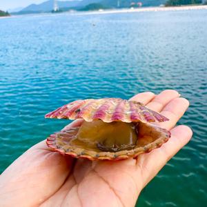 [식탁이야기] 바다향 가득 제철 홍가리비 1kg