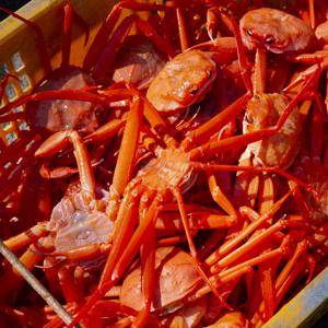 [포항 산지직송] 바로먹는 A급 당일 자숙 박달 홍게